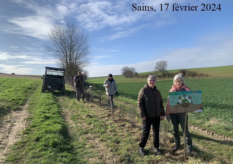 Plantation d’arbres